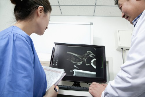 Advanced Digital X-rays Boston, NY
