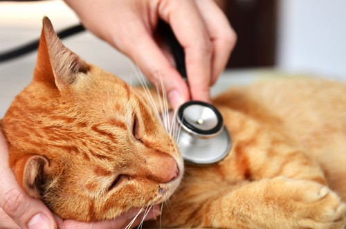 veterinary services Boston, NY